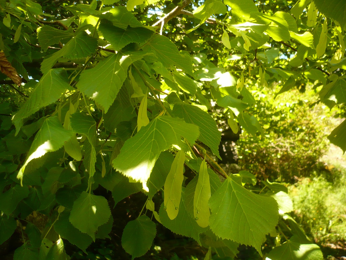 Tilia platyphyllos (Malvaceae)